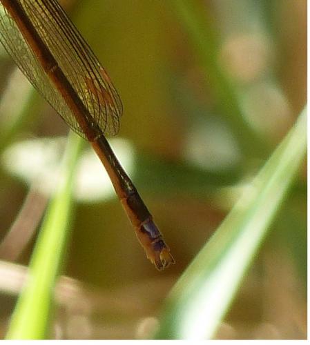 Réf. 243 138 : Pseudagrion malgassicum